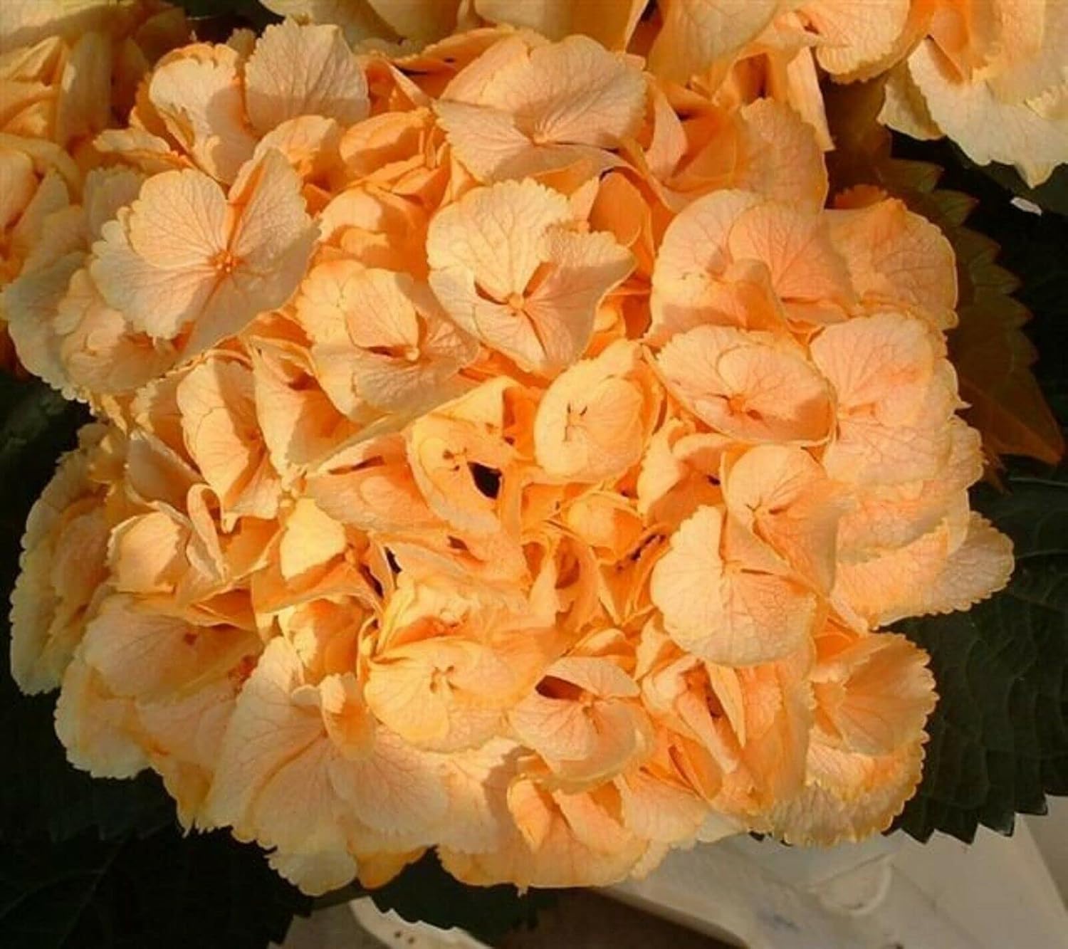 Heirloom Light Orange Hydrangea Flower Seeds, Non-GMO Vibrant Blooms for Planting